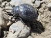 Pimelia sp.